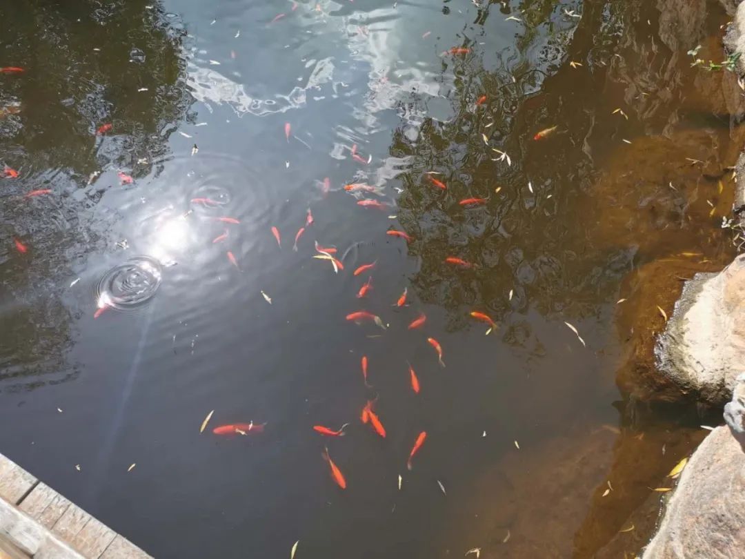 “寻找秋天的明信片”中软卓越风采杯摄影大赛启动